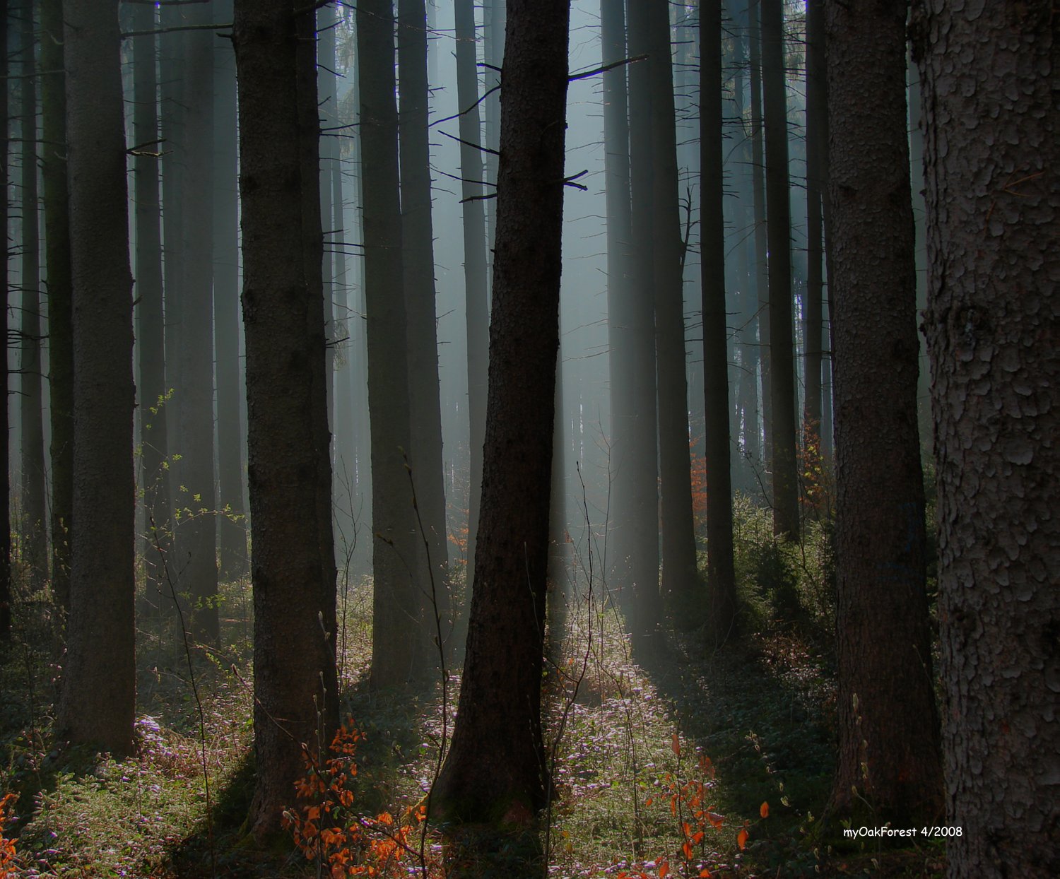 sun_fog_forest_nebel_rays_dust_wald_sonn